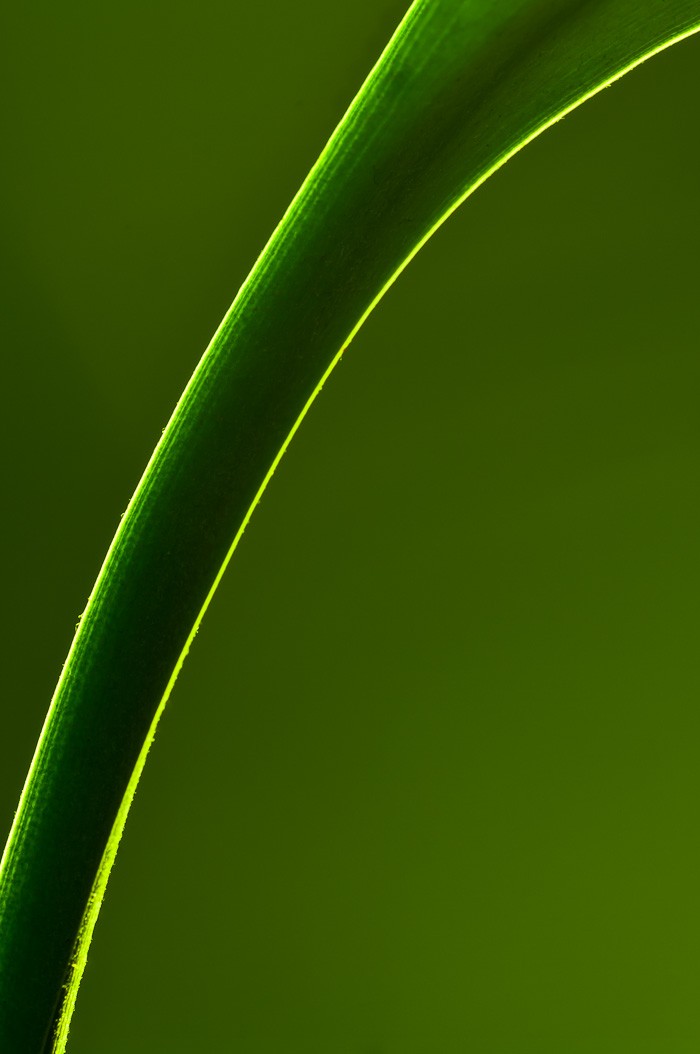 Green stem